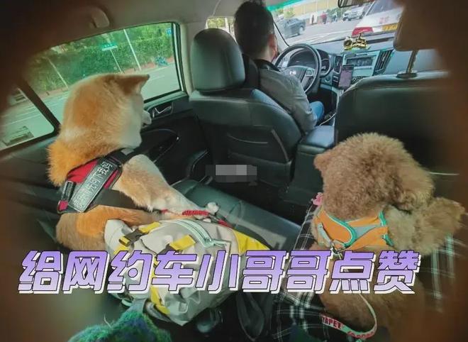 实时单里程费惊人还每一单还有服务费！凯发k8娱乐唯一滴滴国庆上线宠物快车